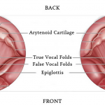 Dây Thanh Đới và Cách Kiểm Soát Giọng Hát