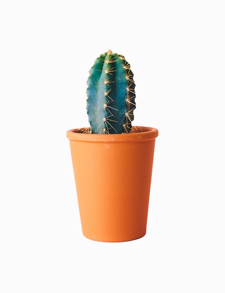 Plant For Table