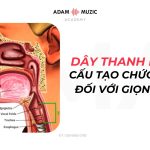 Dây Thanh Là Gì? Cấu Tạo, Chức Năng Của Dây Thanh Đối Với Giọng Hát