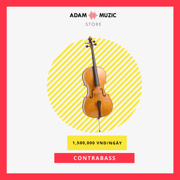 Contrabass (Đàn Vĩ Cầm) - Adam Muzic
